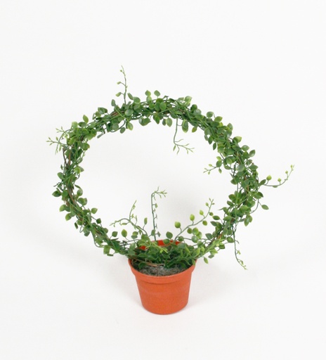 callisia ring 