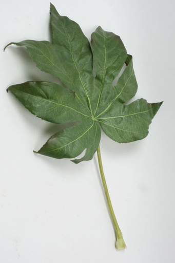 [9229] maple leaf 
