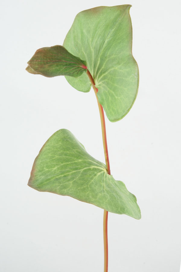 galax leaf 