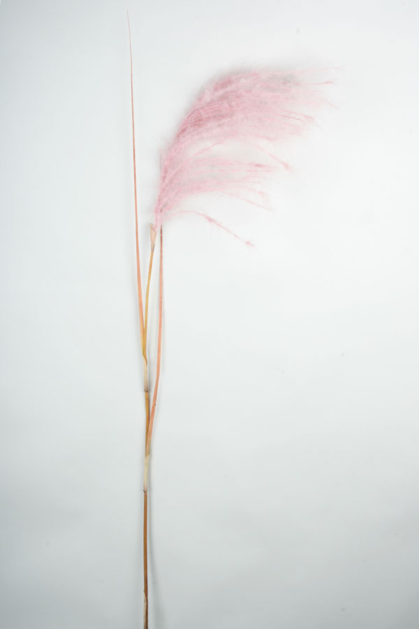 Reed