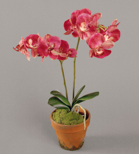 Orchid