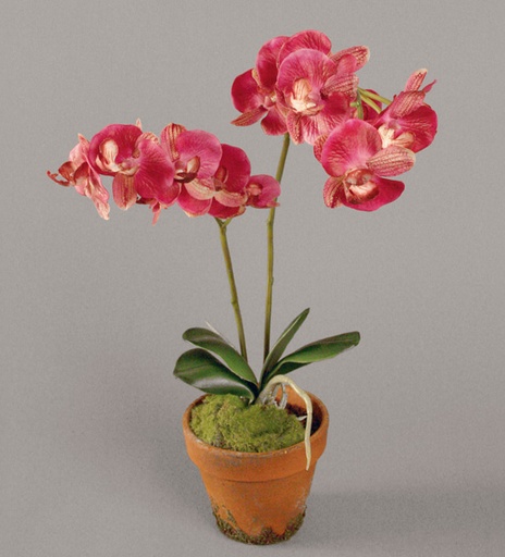 Orchid