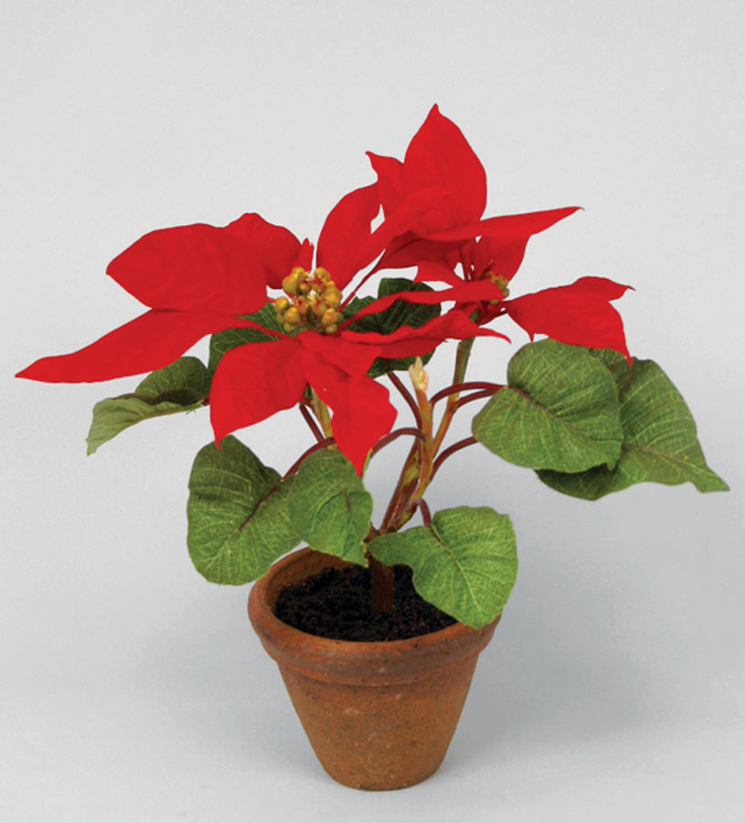 poinsettia in pot red 