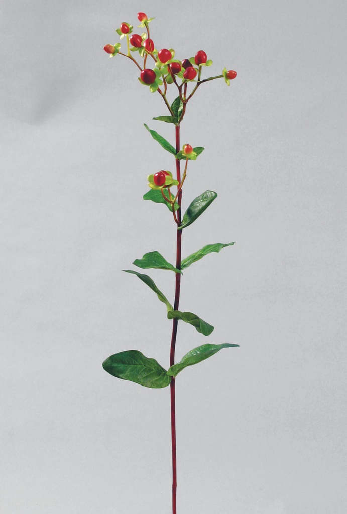 hypericum 