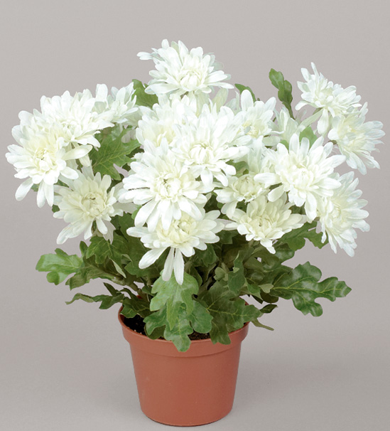 Chrysanthemum