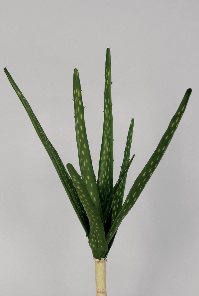 aloe 
