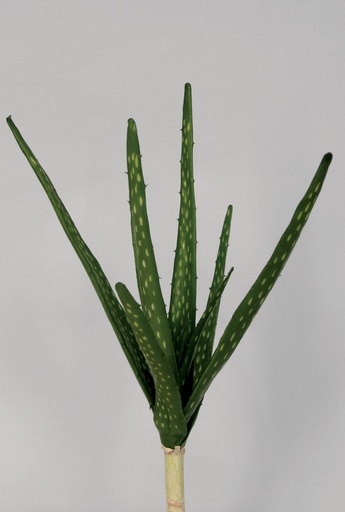 [9643] aloe 