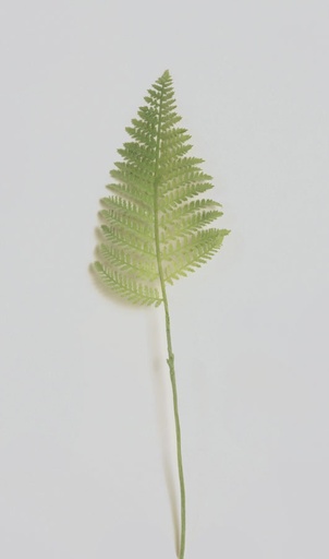 [7140] fern leaf 