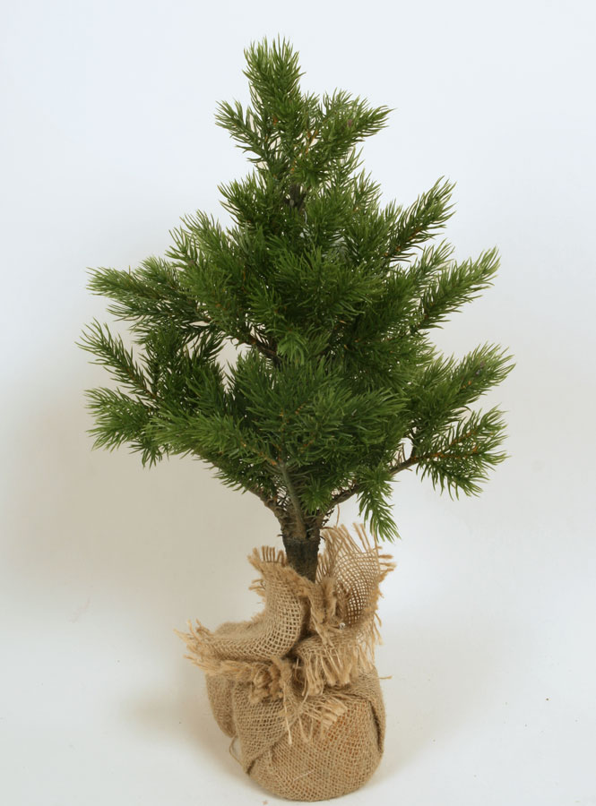 mini pine tree 
