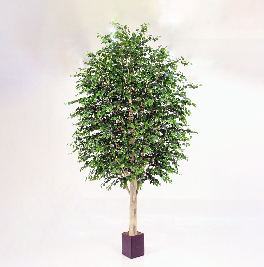 birch 