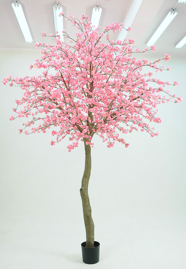 cherry blossom 