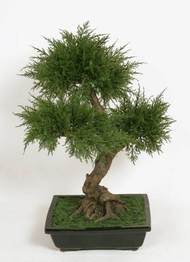 [5688] bonsai 