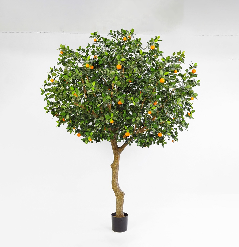 orange tree 