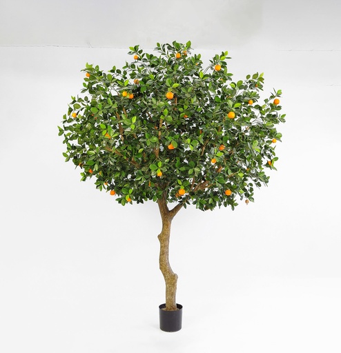 orange tree 