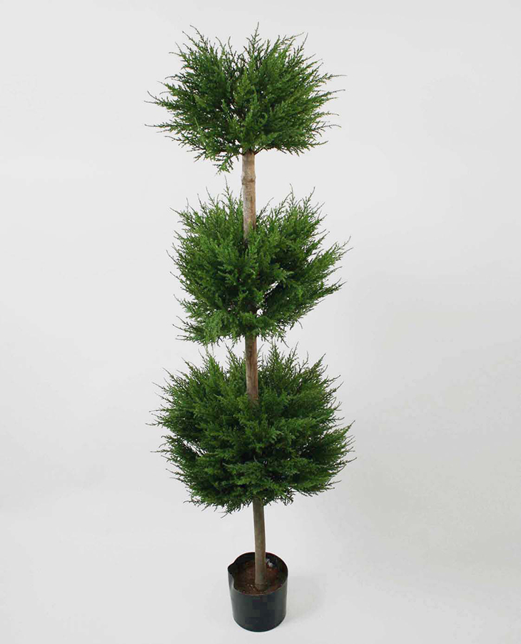 cypress three head 