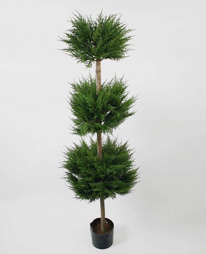 cypress three head 