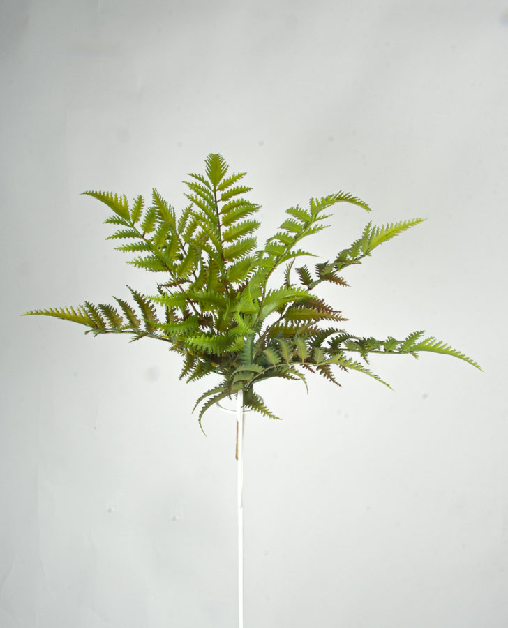 leather fern bush 