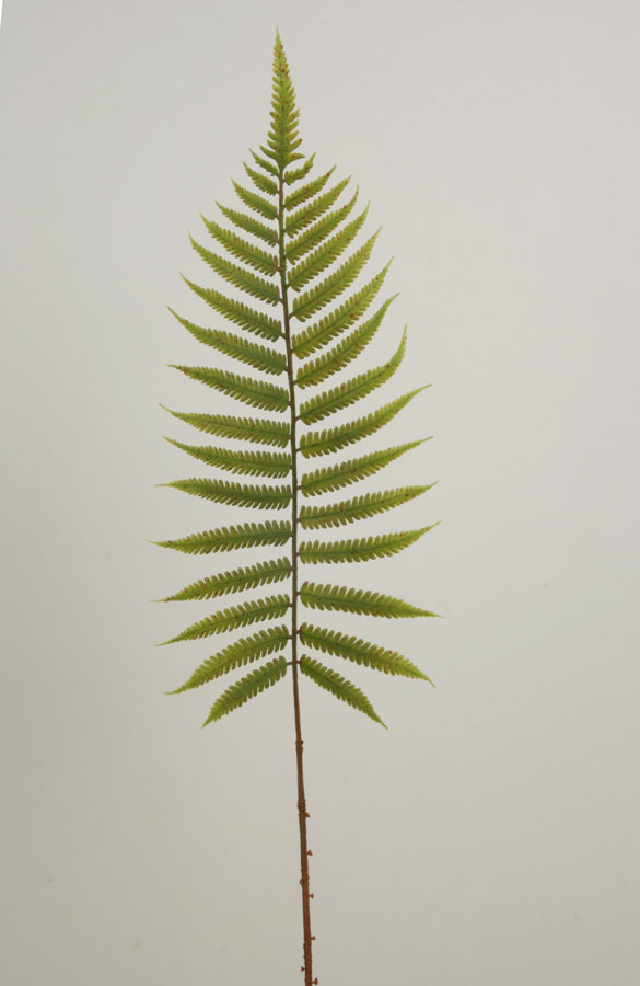 Fern Spray 