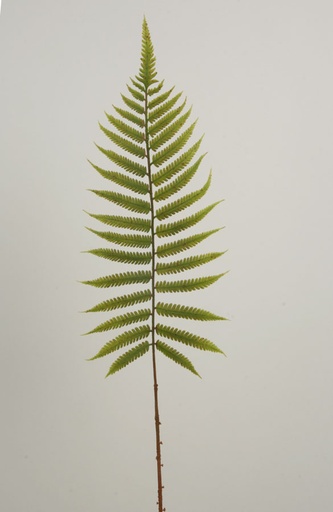 [2342] fern spray 