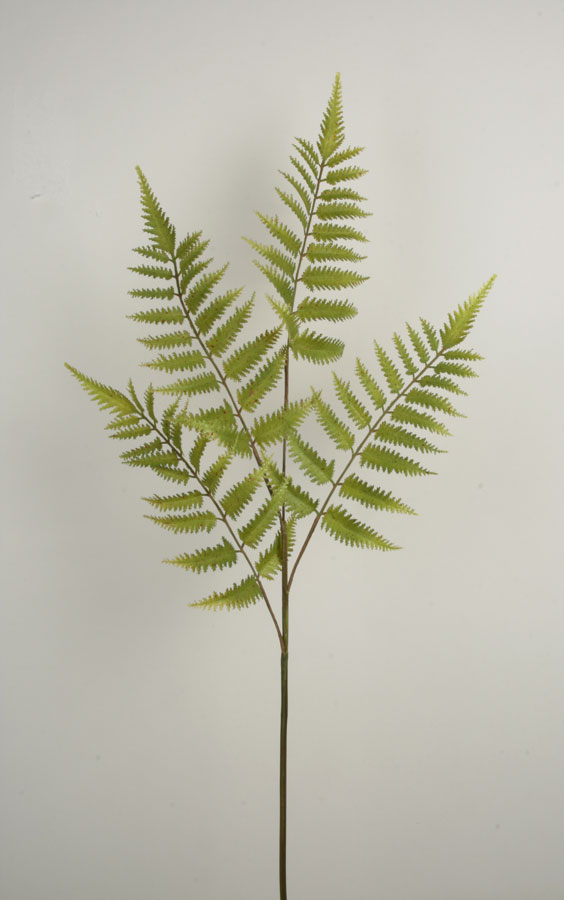 Fern Spray 