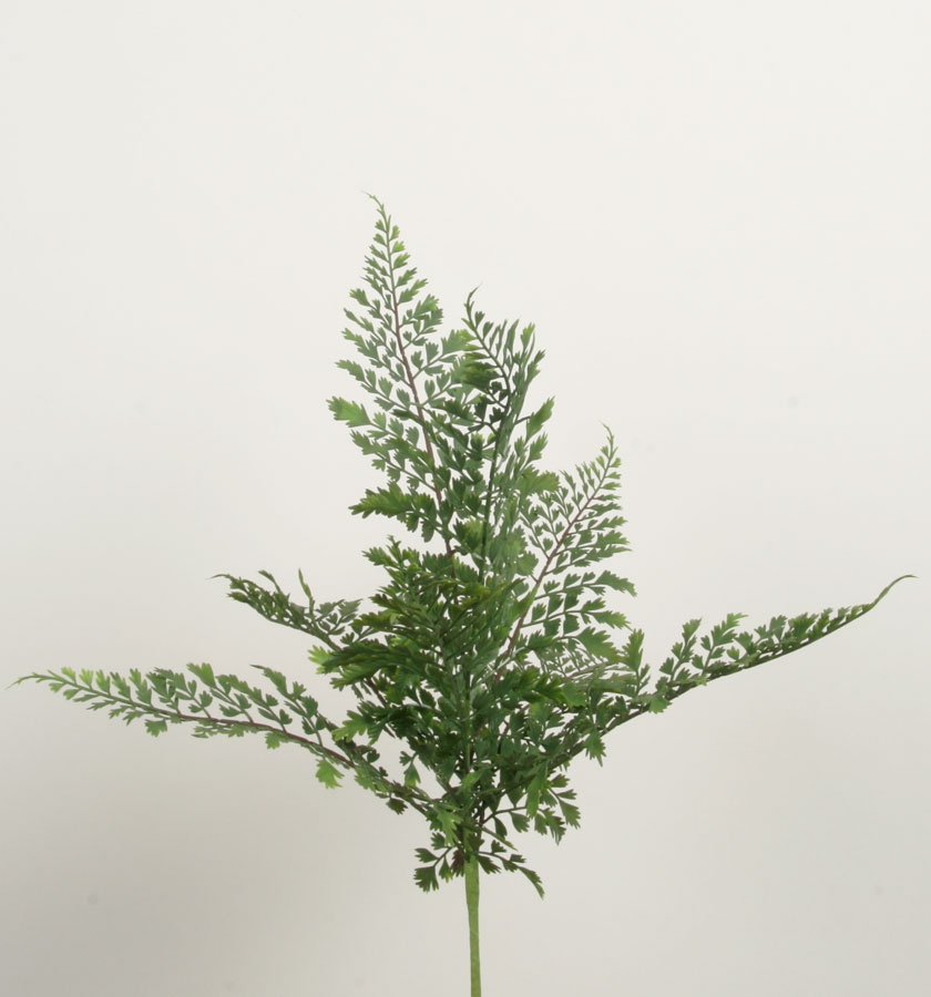 Adiantum Bush 