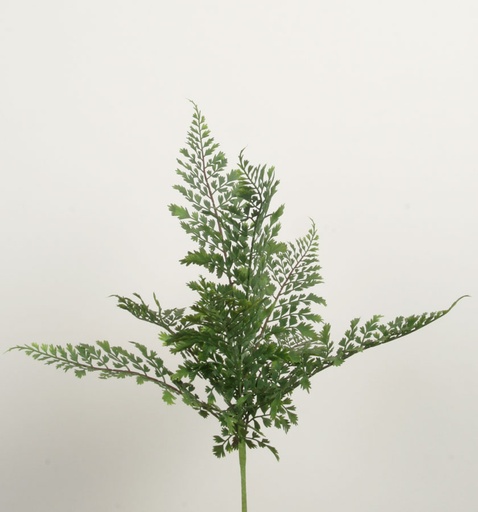 [2345] adiantum bush 