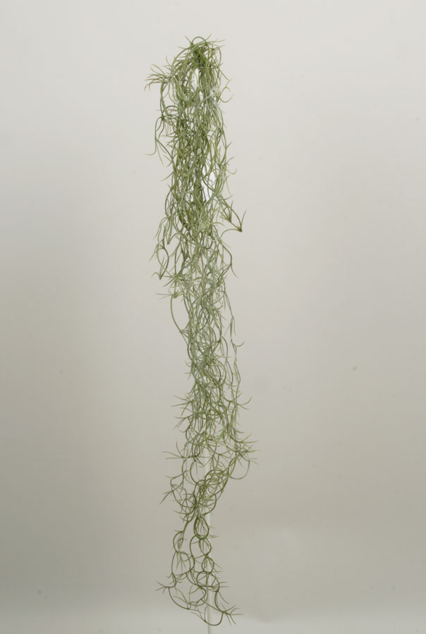 tillandsia 