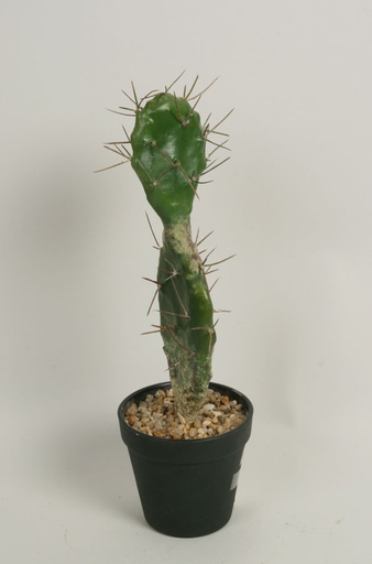 [2348] cactus needle 