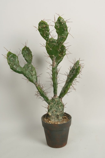 [2349] cactus needle 