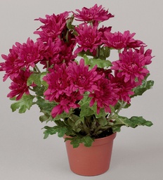 [110-1-38] Chrysanthemum (Alternative 4)