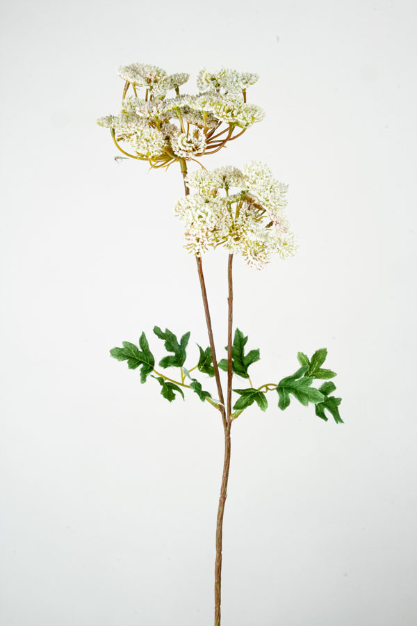 queen annes lace 