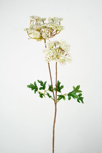 queen annes lace 