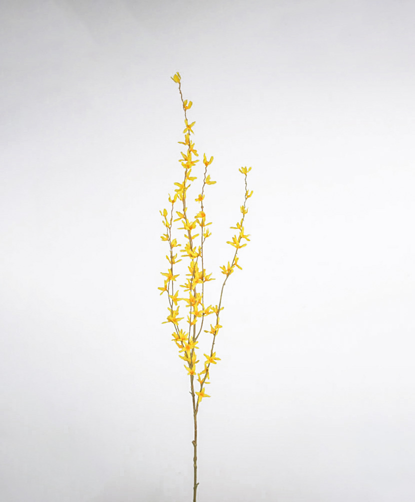 forsythia 
