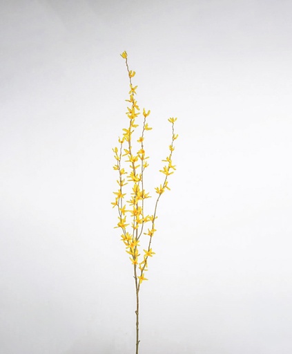 [2351] forsythia 