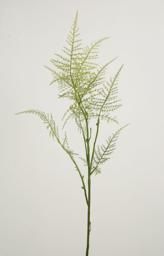 Asparagus 