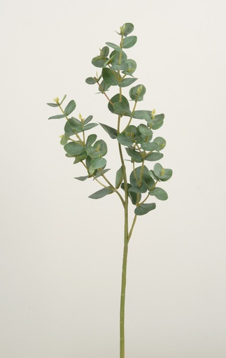 eucalyptus 