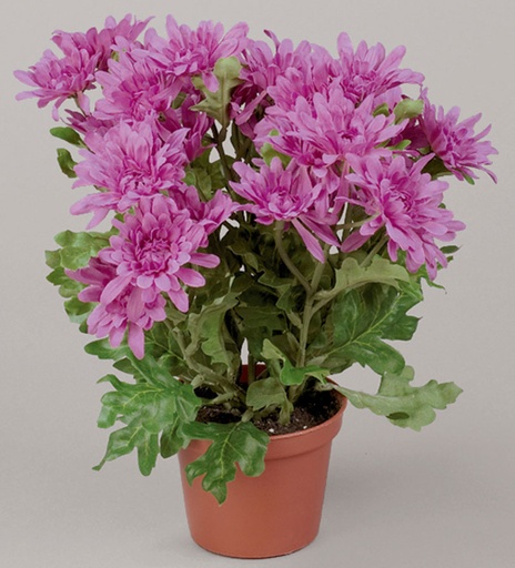 Chrysanthemum