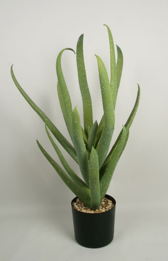 [8119] aloe 