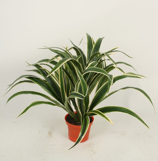 [5926] chlorophytum spider 
