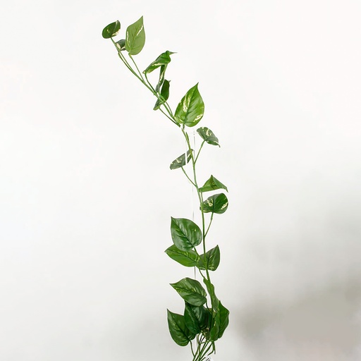 [5928] golden pothos vine 