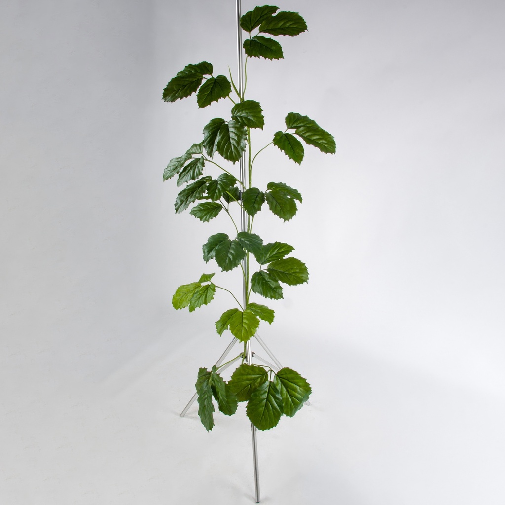 tetrastigma 