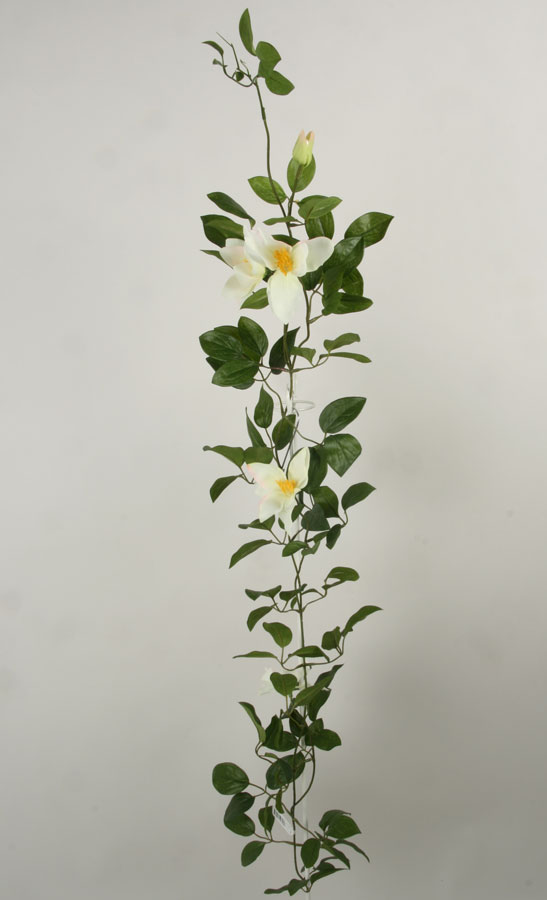 clematis vine cream 
