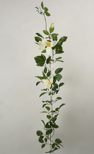 [5934] clematis vine cream 