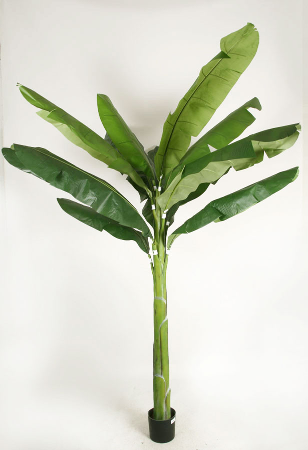 banana palm 