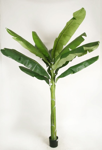 banana palm 