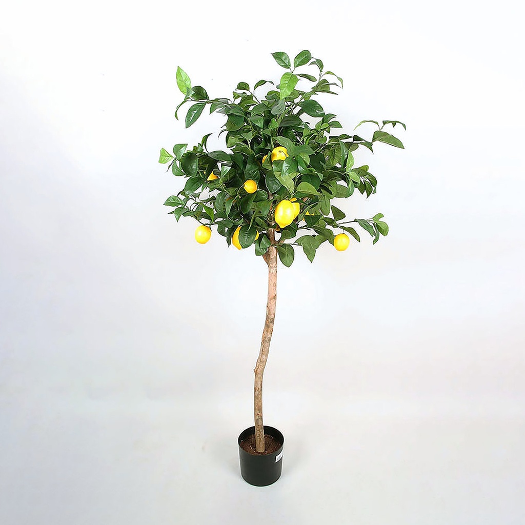 lemon tree 