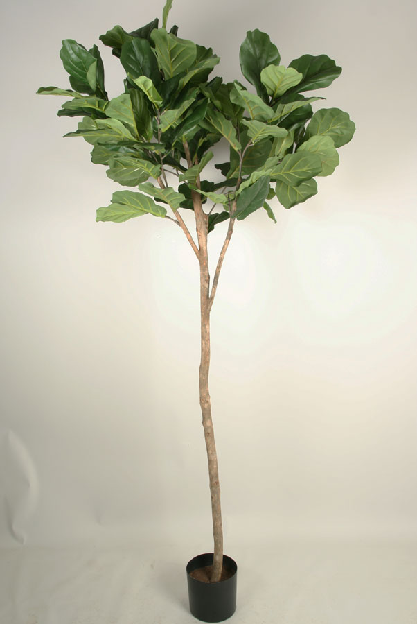 Fiddle leaf 