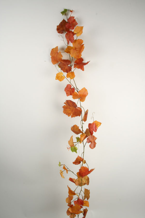 grape vine 