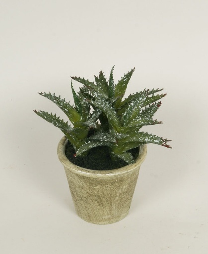 aloe 