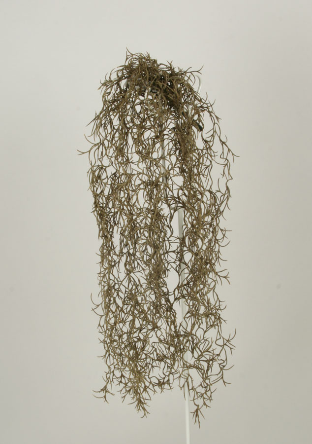 tillandsia 